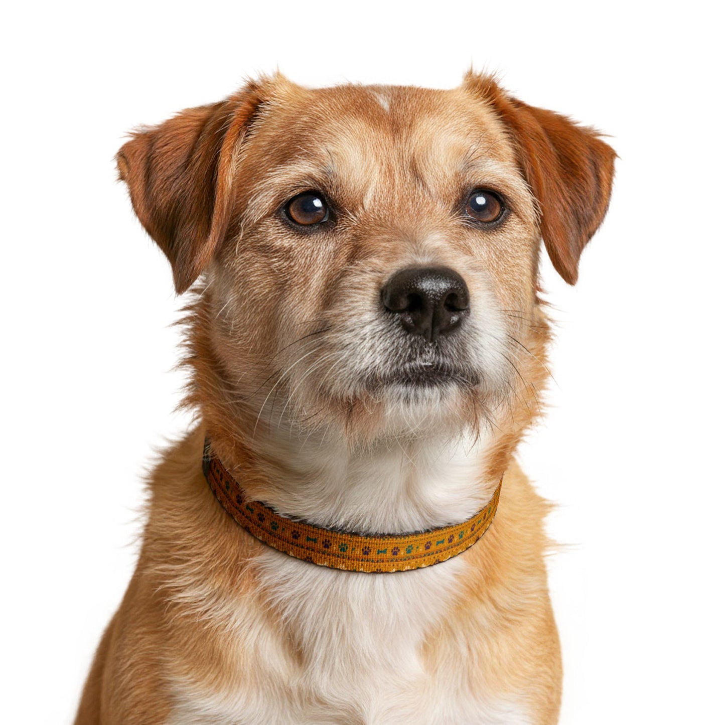 Clip-on Pet Collar